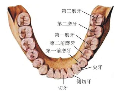 大牙位置|大臼齿